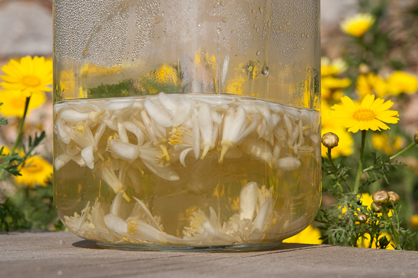 Orangenblüten wasser