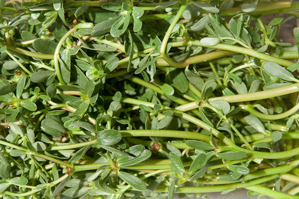 Portulak Salat