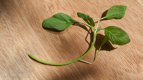 Vlita – Amarant – Amaranthus viridis