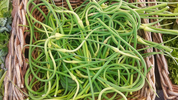 Knoblauchknospen
