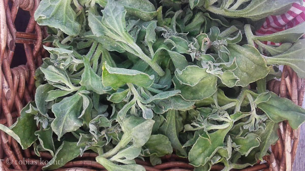 Eiskraut (Mesembryanthemum crystallinum)