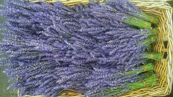 Lavendel