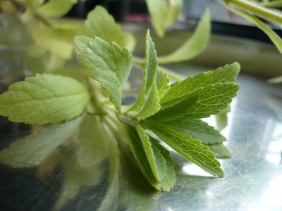 Stevia – Eine Pflanze wird wiederentdeckt